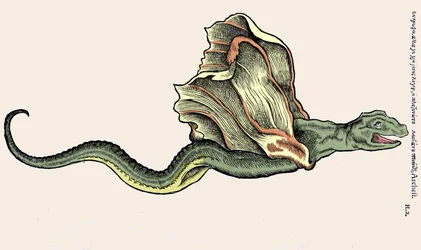 The flying dragon Amphiptere (Amphithere or Amphitere or Amphipthere). Engraving in Historia Animalium by Conrad Gesner (1516-1565), Tiguri