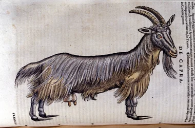 The Goat from Historiae Animalium by Konrad Gesner, Tiguri