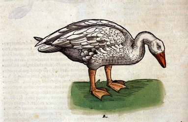 The goose after the Historia Animalium by Conrad Gesner, Tiguri 1560. Biblioteca nazionale Braidense. Milan