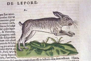 The hare after Historia Animalium by Conrad Gesner