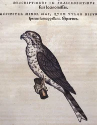 The Hawk - from Historia Animalium by Conrad Gesner, Tiguri
