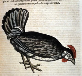 The hen after the Historia Animalium by Conrad Gesner, Tiguri 1560. Biblioteca nazionale Braidense. Milan