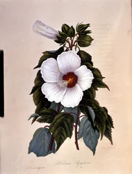 The hibiscus. Botanical board.