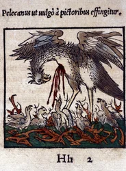The legend of the pelican: he gives his blood and bowels to feed his young. From Historiae animalium by Konrad Gesner