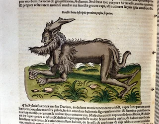 The manticore from the Historia Animalium by Conrad Gesner, Tiguri 1560. Biblioteca nazionale Braidense. Milan