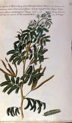 The mimosa, botanical board, engraving