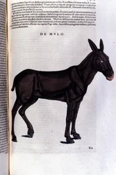 The Mullet after Historiae Animalium by Konrad Gesner