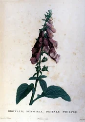 The purple digital. 19th century herbarium.