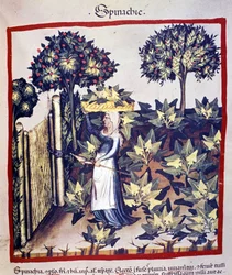 The harvesting of spinach. Illumination from the medical and dietetic handbook “Tacuinum sanitatis”