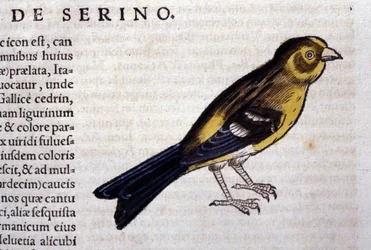 The Serin after Historiae Animalium by Konrad Gesner, Tiguri