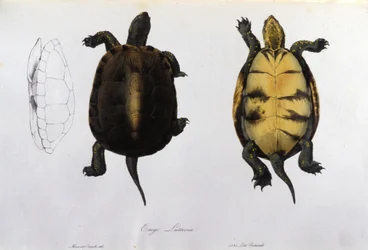 The turtle of the Malaria Emys Lutaria after 