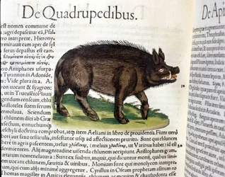 The wild boar after the Historia Animalium by Conrad Gesner, Tiguri 1560. Biblioteca Nazionale Braidense, Milan