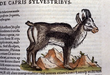 The Wild Goat from Historiae Animalium by Konrad Gesner, Tiguri