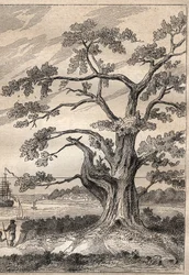 Third voyage by Captain James Cook: tree under which Cook observed the passage of Venus - illustration taken from The Great Mariners of the 18th century