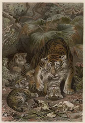 Tiger with cubs - engraving from 
