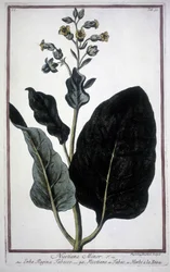 Tobacco Leaf and Flower (Nicotiana Minor) in a 19th Century Herbarium