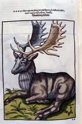 A Reindeer - in Historia Animalium by Conrad Gesner, Tiguri