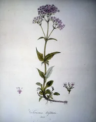 Valeriana Mauve or Valeriana Tripteris. 19th Century Herbarium