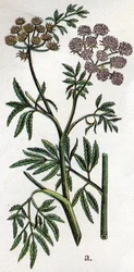Venenous botanical plants: water hemlock or aquatic hemlock also known as ferous hemlock (Cicuta virosa)