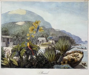 View of Brazil - in Views and Landscapes of the Equinoxial Regions, Collected in a Journey Around the World, 19th Century