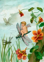 Winged Fairy Riding a Dragonfly near Nasturtium Flowers