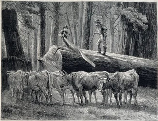 Woodcutters in a redwood forest in California - engraving