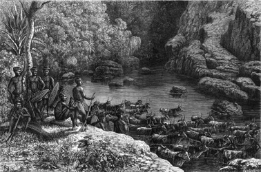 Zululand in Africa: because the forest does not offer the necessary resources, the Zulu tribe is obliged to go down to the plains where they cultivate and raise cattle. Engraving in La Nature