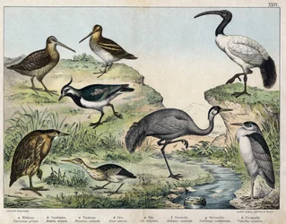a: Black-crowned heron (Nycticorax griseus), b: Little bittern (Ardetta minuta), c: Eurasian bittern (Botaurus stellaris), d: Crane (Grus cinerea), e: Sacred ibis (Ibis religiosa), f: Woodcock (Scolopax rusticula), g: Snipe (Gallinago), h: Common lapwing