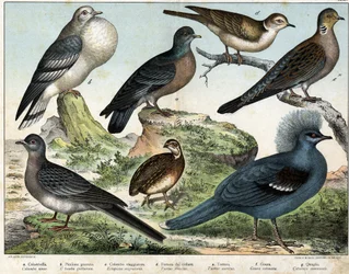 Columbian pigeon (Columba oenas), Mongolian dove (Columba gutturosa), Migratory pigeon (Etopistes migratoria), Turkish dove (Turtur risorius), Wood dove (Turtur auritus), Goura (Goura coronata), Wheat quail (Coturnix communis) - in “Natural History of bird