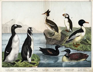a: Common Common Goldfish (Mergus merganser), b: Common Grebe (Podiceps cristatus), c: Common Loon (Colimbus glacialis), d: Black Guillemot (Cephis grylle), Great Penguin (Alca impennis), f: Puffin (Fratercula artica), g: King Penguin (Aptenodydydydye pa