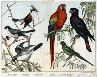 Grey grieche (Lanius excubitor), Northern grieche (Lanius collurio), Pink-breasted grieche (Lanius linor), Red ara (Ara macao), Alexandria Parrot (Palaeornis Alexandria), Banksian Cacatoes (Calyptorynchus banksii) - in “Natural History of birds”