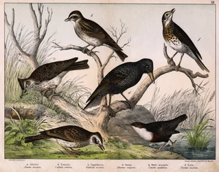 a: Northern lark (Alauda arvensis), b: Woodlark (Lullula arborea), c: Crested lark (Galerita cristata), d: Common starling (Sturnus vulgaris), e: Dipper (Cinclus cinclus), f: Song thrush (Turdus philomelos) - in “Natural History of Birds”, ed. Hoepli, Mila