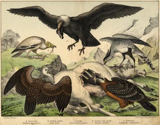 a: Percnopterus (Neophron percnopterus), b: Griffon vulture (Gyps fulvus), c: Condor (Sarcoramphus gryphus), d: Vulture of lambs (Gypaetus barbatus), e: Snake (Gypogeranus serpentarius) - in 