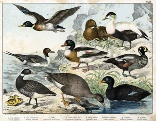 a: Bean Goose (Asner segetum), b: Brant (Branta bernicla), c: Common Eider (Somateria mollissima), d: Harlequin Duck (Histrionicus torquatus), e: Black Scoter (Oidemia fusca), f: Mallard (Anas boschas), g: Belon