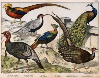 a: Silver pheasant (Euplocamus nycthemerus), b: Golden pheasant (Thaumalea picta), c: Great argus (Argus giganteus), d: Blue peacock (Pavo cristatus), e: Lophophorus impeyanus, f: Turkey (Meleagris gallo-pavo), in 
