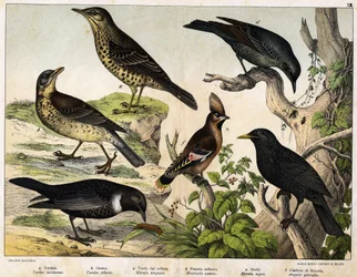 a: Mistle Thrush (Turdus viscivorus), b: Fieldfare (Turdus pilaris), c: Ring Ouzel (Merula torquata), d: Blue Rock Thrush (Monticola cyanus), e: Blackbird (Merula nigra), f: Bohemian Waxwing (Ampelis garulus) - in “Natural History of Birds”, ed. Hoepli