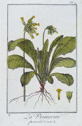 Primrose (Primula veris) - in 