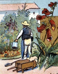 A gardener, chromolithography