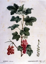 A gooseberry: 19th century botanical board.