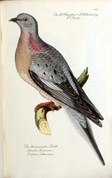 A migratory dove, now extinct. Zoological chart after Fritsch