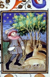 Allegorical representation of November. A man with a group of pigs eating acorns. Miniature of a 14th century manuscript.