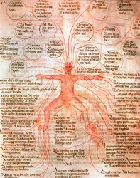 Anatomical Chart Illustrating Blood Circulation