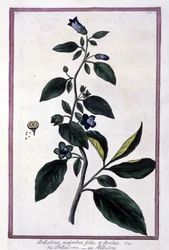 Belladonna, flowers and berries
