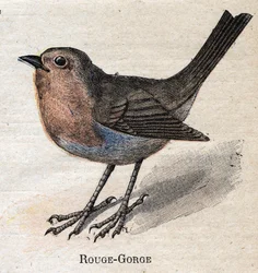 Birds Useful to Agriculture: Red-Throat