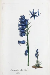Bluebell