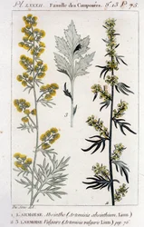 Botanical Plate: Sagebrush Absinthe and Sagebrush Vulgaris. Engraving of the 18th century