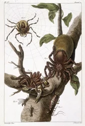 Botanical board: 1) Surinam spider on guajave and caterpillar cocoon 2) same spider devouring a hummingbird hence name Aranea avicularia Linn 3) Spider Hunter of Linneus, Suriname 4) Surinam ant 5) Nymph of this ant 6) Winged ant - in “This q? It is more