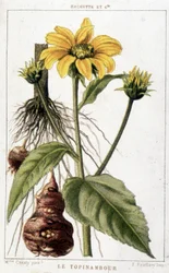 Botanical board representing a Jerusalem artichoke