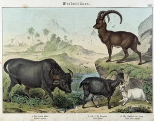 Buffalo, Goat, Goat and Ibex - in 