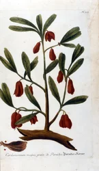 Cardamom. 18th century engraving.